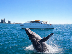 Entourage - Private Whale Watching Tour