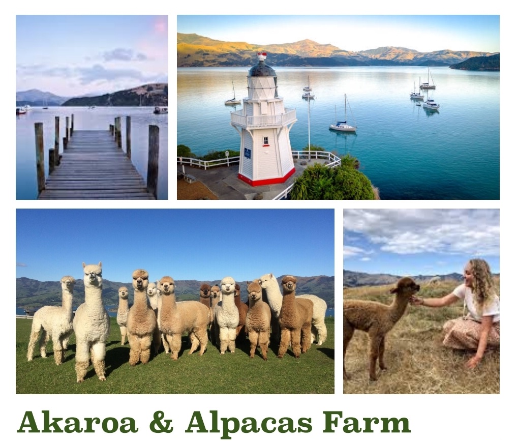 Akaroa & Alpaca Farm Tour