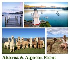 Akaroa & Alpaca Farm Tour