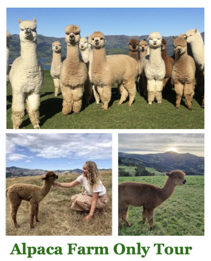 Alpaca Farm Only Tour