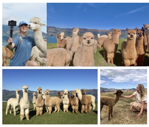 Alpacas Farm Tour