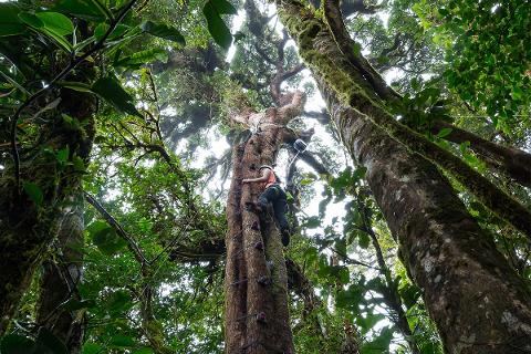 Monteverde - Arboreal Tree Climbing Park