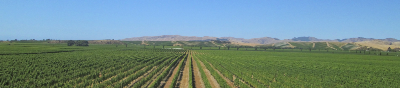 The Marlborough Wine Time Tour from Picton - Group of 4 passengers