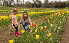 Pick-Your-Own Tulips Adventure