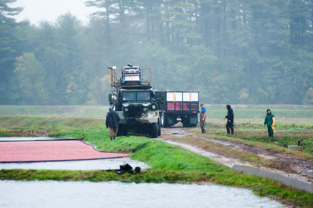  Explore New England: Exclusive Guided Tour of a Working Cranberry Farm