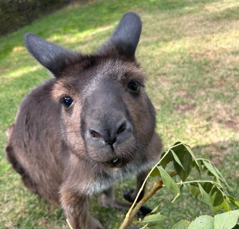 City sights then Kangaroos, Koalas & Kookaburras 