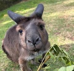 City sights then Kangroos, Koalas & Kookaburras 
