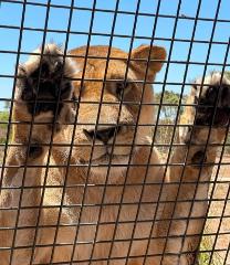 Sophisticated Safari & Exquisite Dining