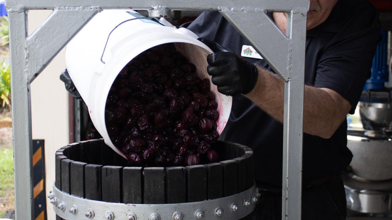 The Davidson Plum Experience: Tour, Tasting & Demo