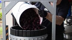 The Davidson Plum Experience: Tour, Tasting & Demo