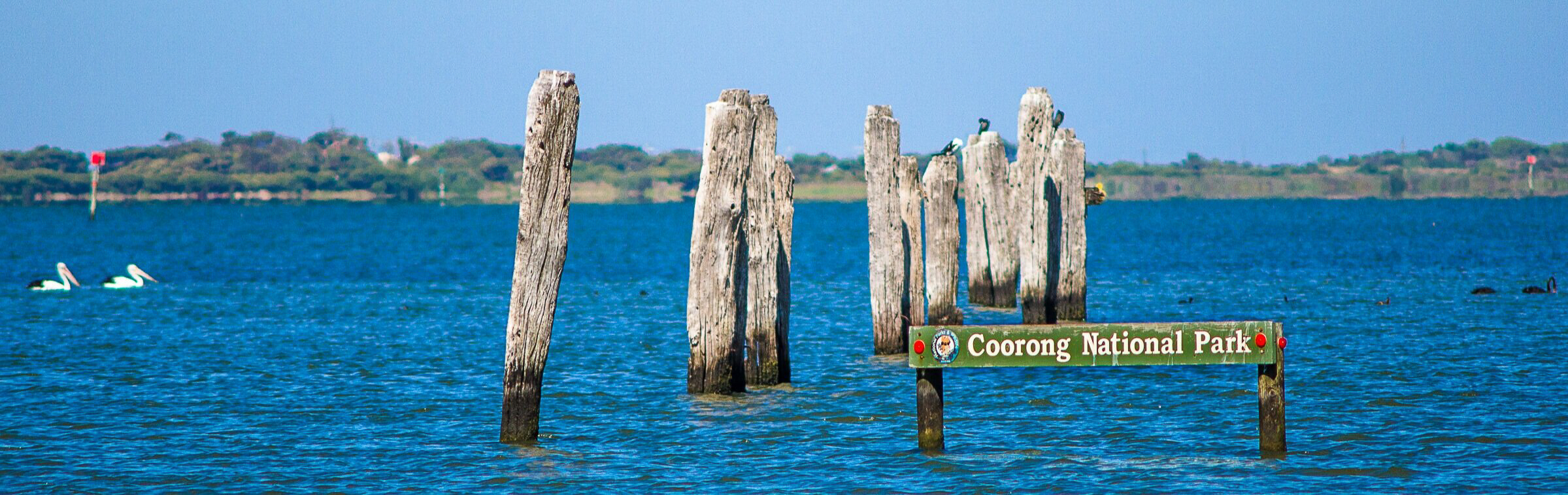 Coorong Wildlife & Wetlands  Photographic Safari - 2 Days