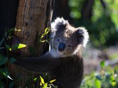 Kangaroo Island  Roads to Recovery  Photo Safari