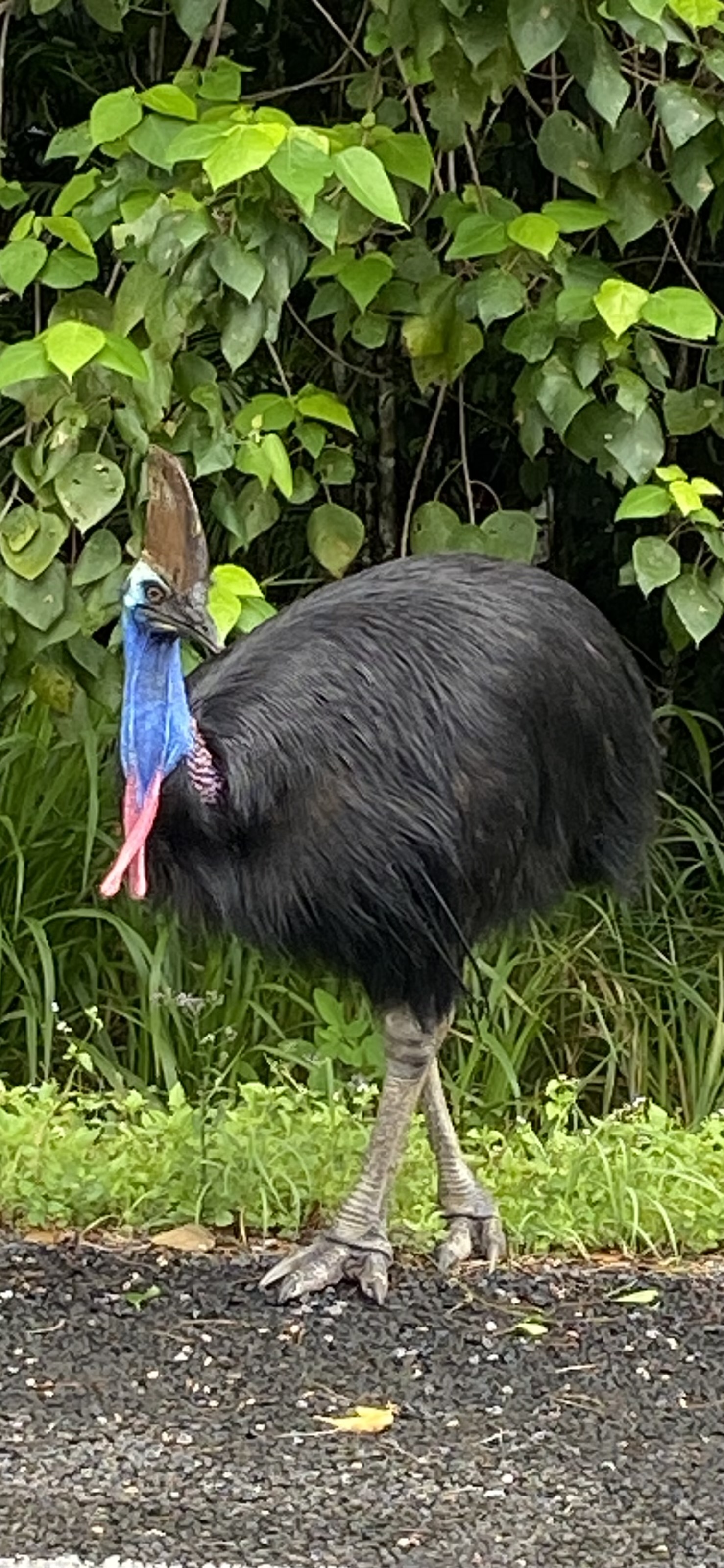 CASSOWARY COAST WATERFALL CULTURE TOUR