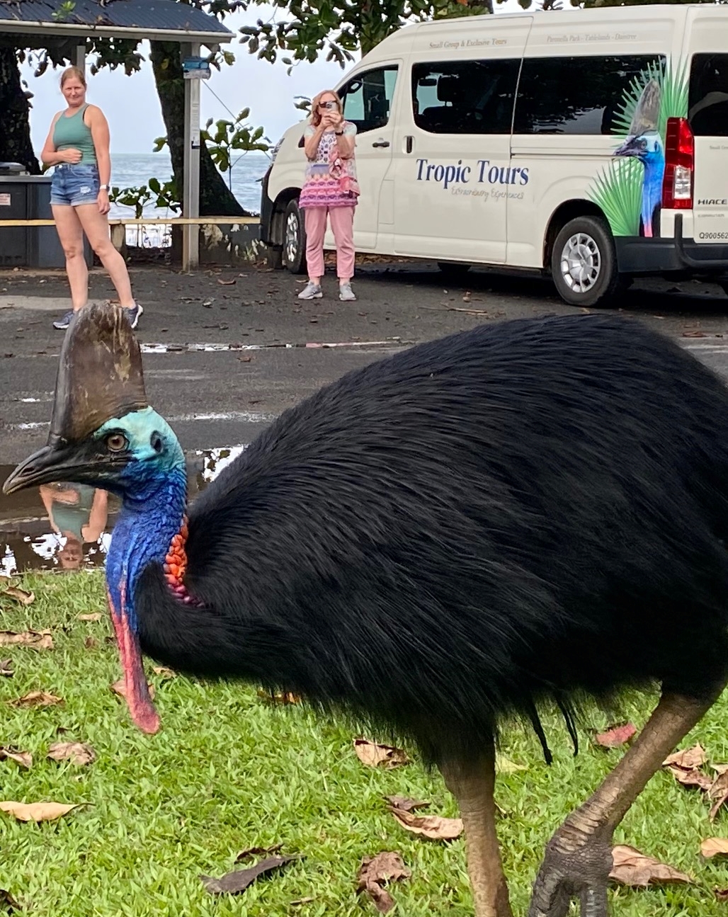 CASSOWARY COAST WATERFALL CULTURE TOUR
