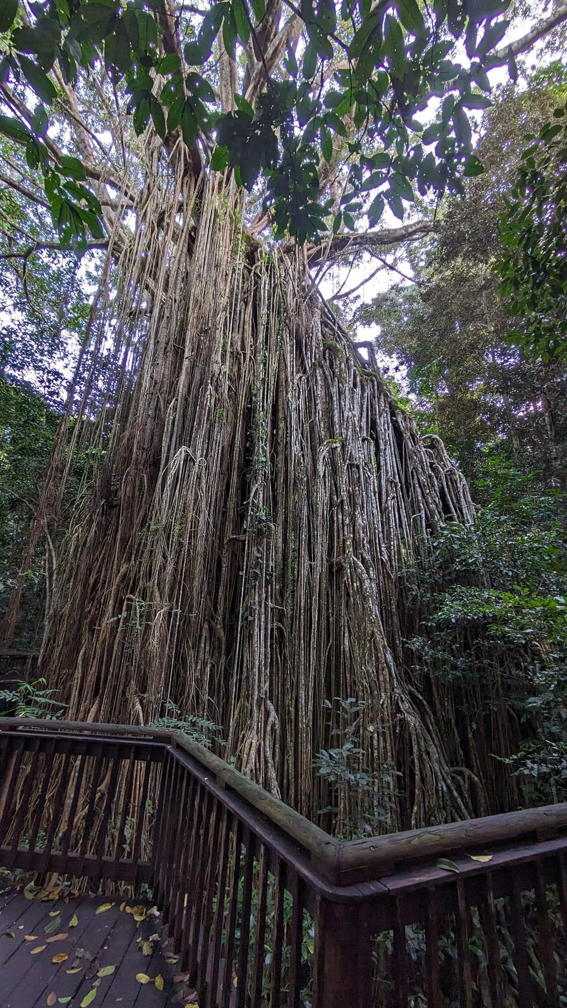 Tropical North Qlds Private Tours