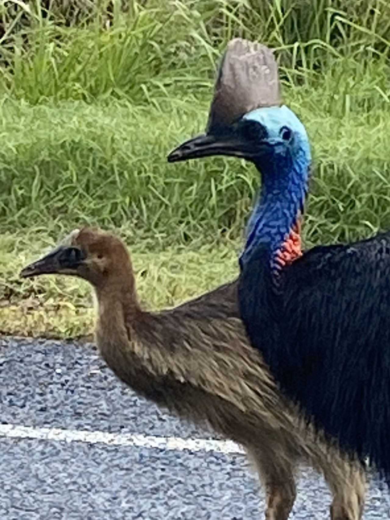 PARONELLA PARK EXPERIENCE