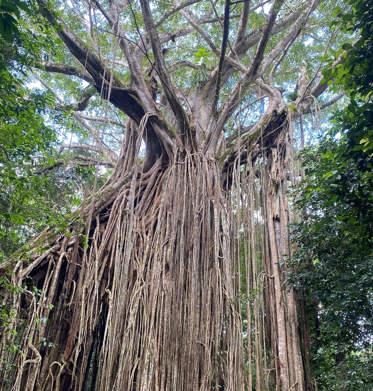 Tropical North Qlds Private Tours