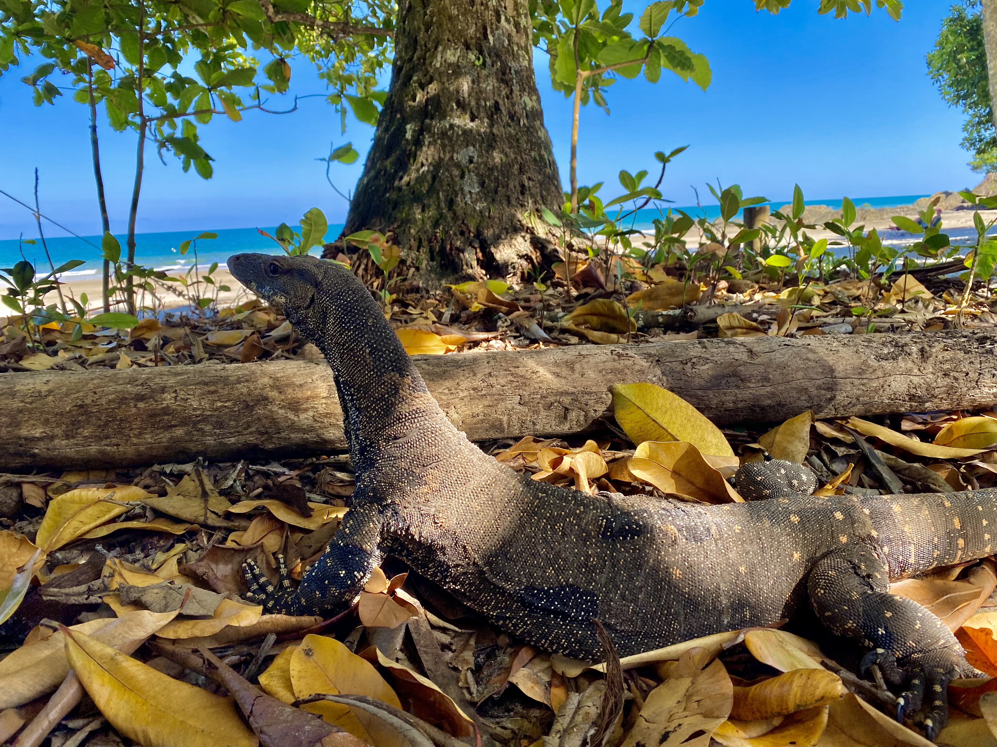 CASSOWARY COAST WATERFALL CULTURE TOUR