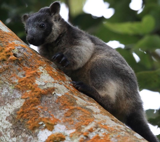 Tropical North Qlds Private Tours