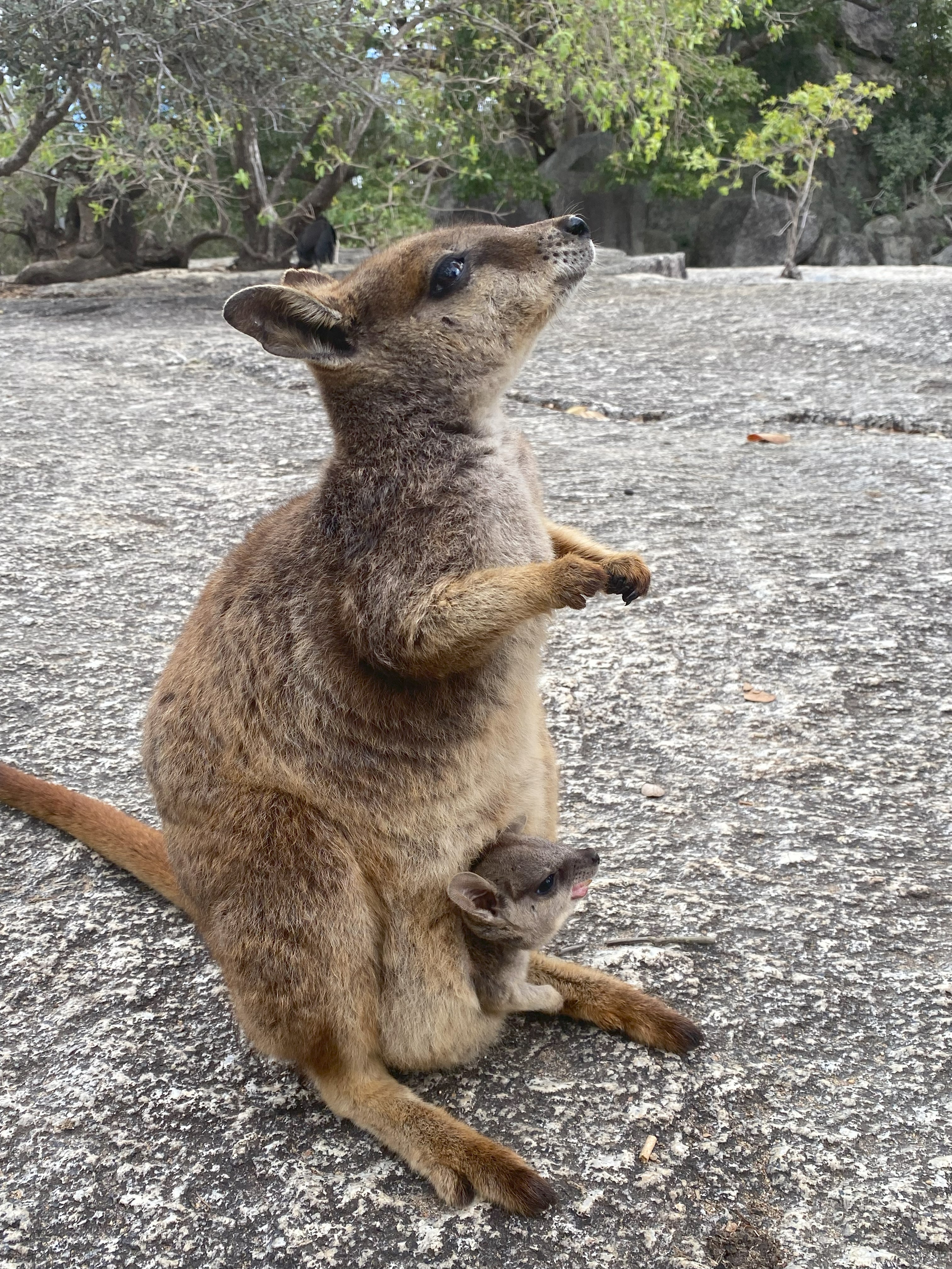 Tropical North Qlds Private Tours