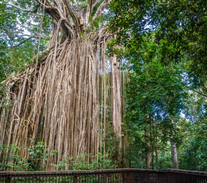 TASTE OF THE TABLELANDS
