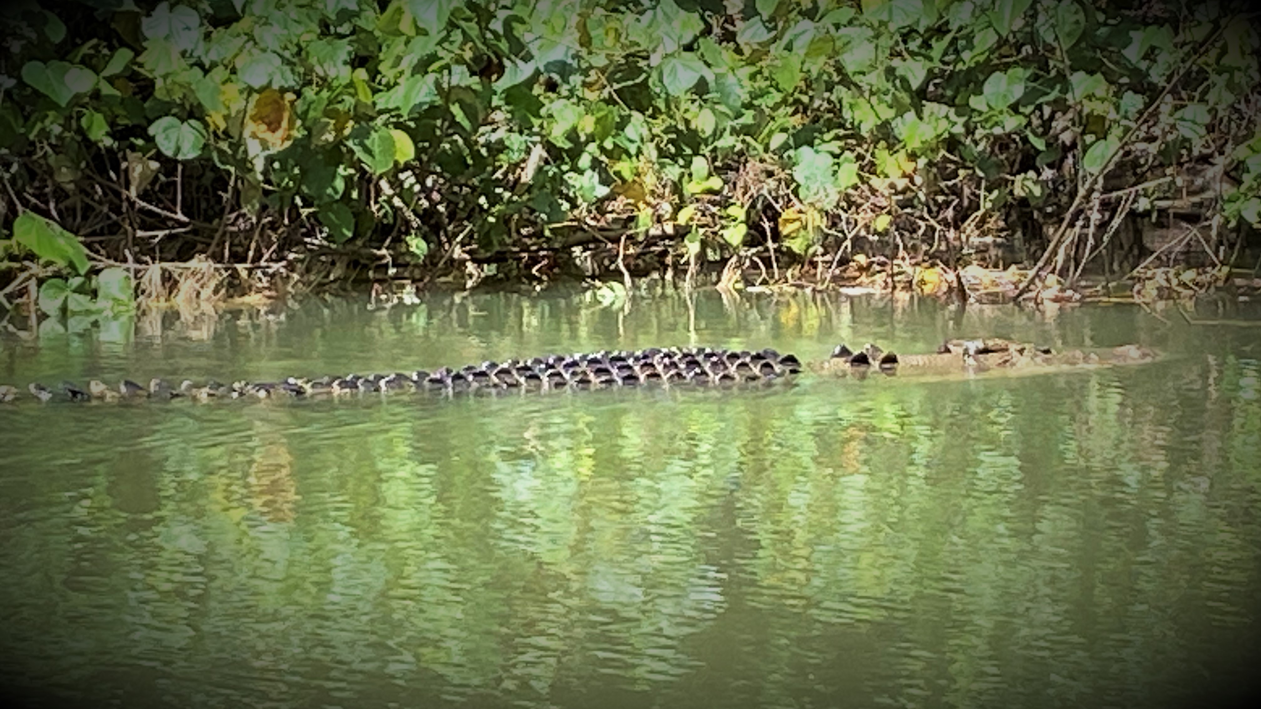MOSSMAN GORGE DAINTREE EXPERIENCE