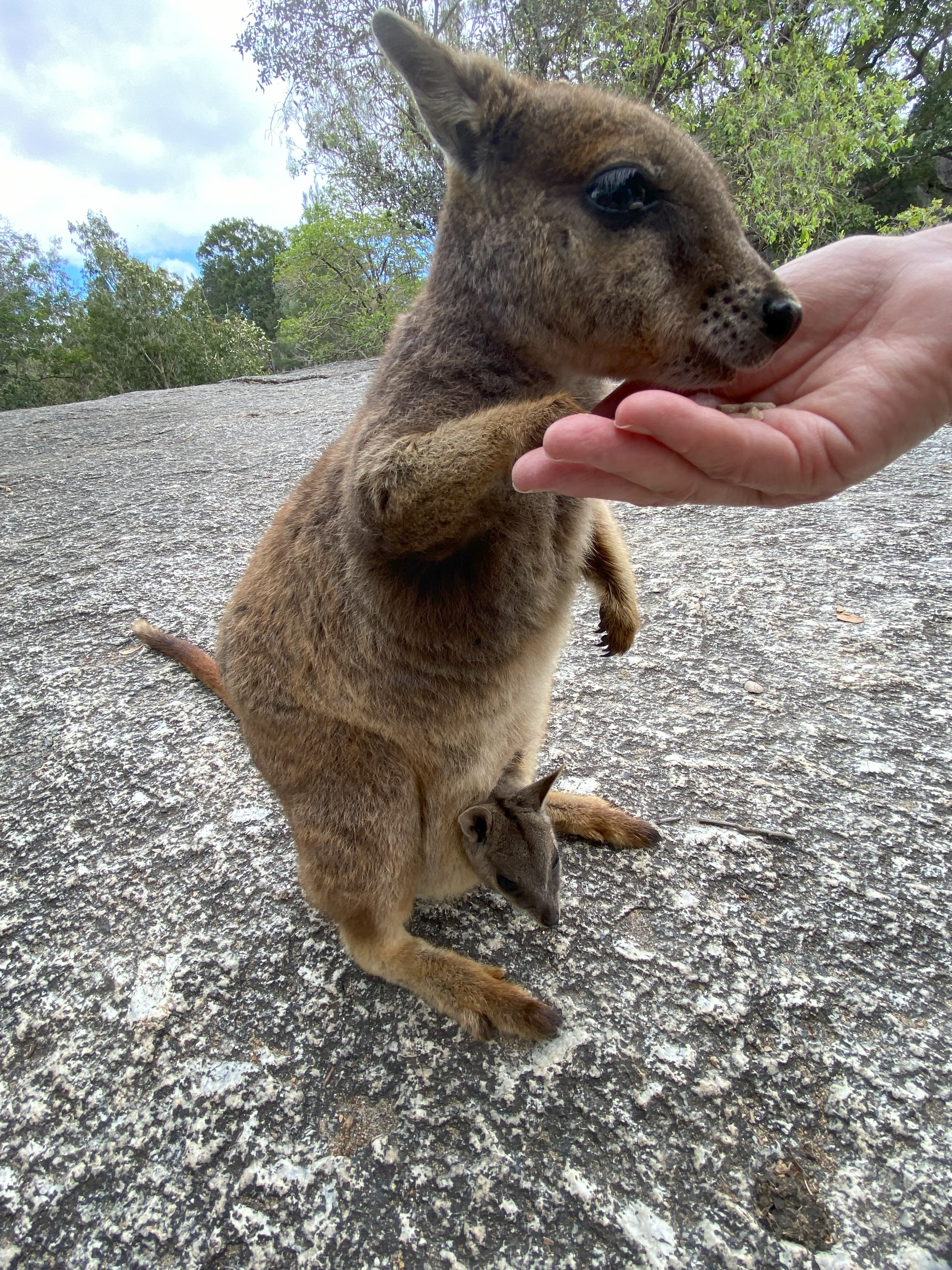 TASTE OF THE TABLELANDS