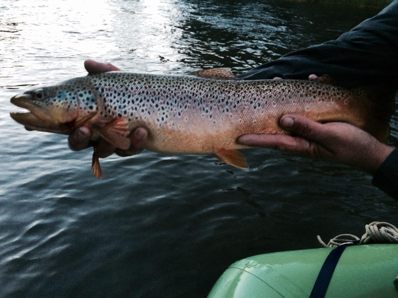 Guided Fly Fishing - Full Day - Colorado River - Half Day
