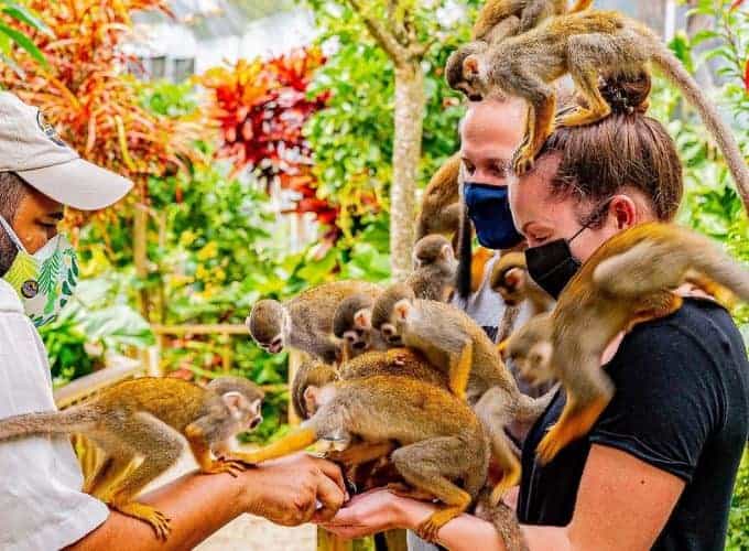 Punta Cana Monkeyland and Plantation Tour