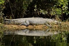 Wildlife Cruise