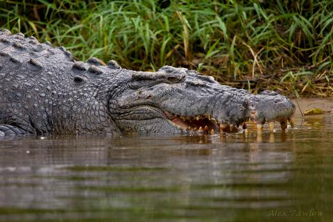 Croc_head