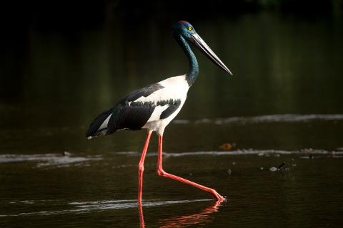 IMG_8947