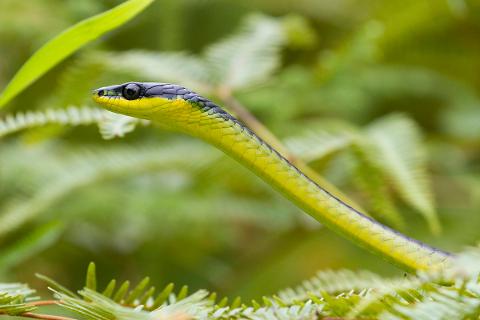 fb_snake