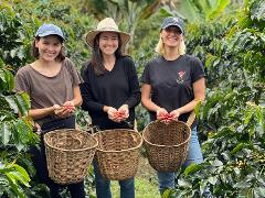 San Juan's Authentic Coffee Adventure: From Bean to Cup