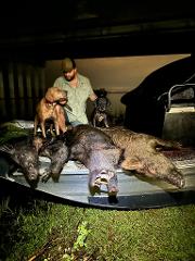 Airboat Hog Hunt