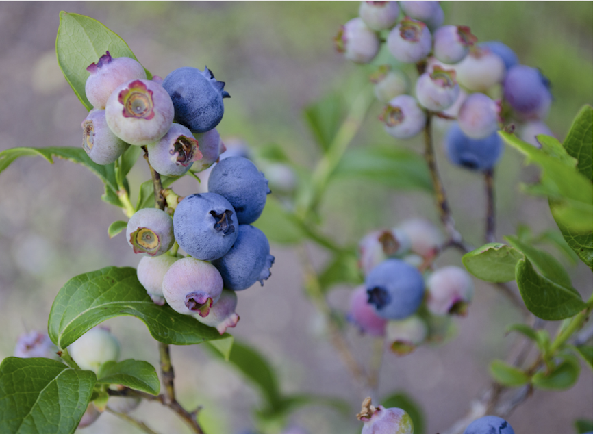 PYO BLUEBERRIES