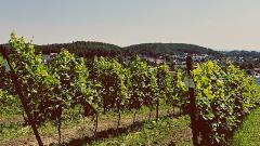 Tyniec Abbey & Private Winery Experience