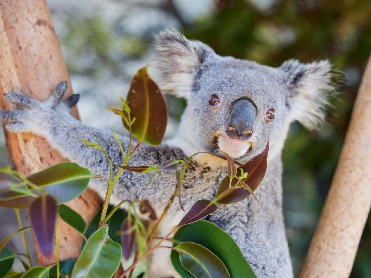 Animal Lovers day tour, departing Newcastle