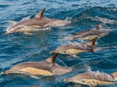 Private Port Stephens day tour, departing Newcastle