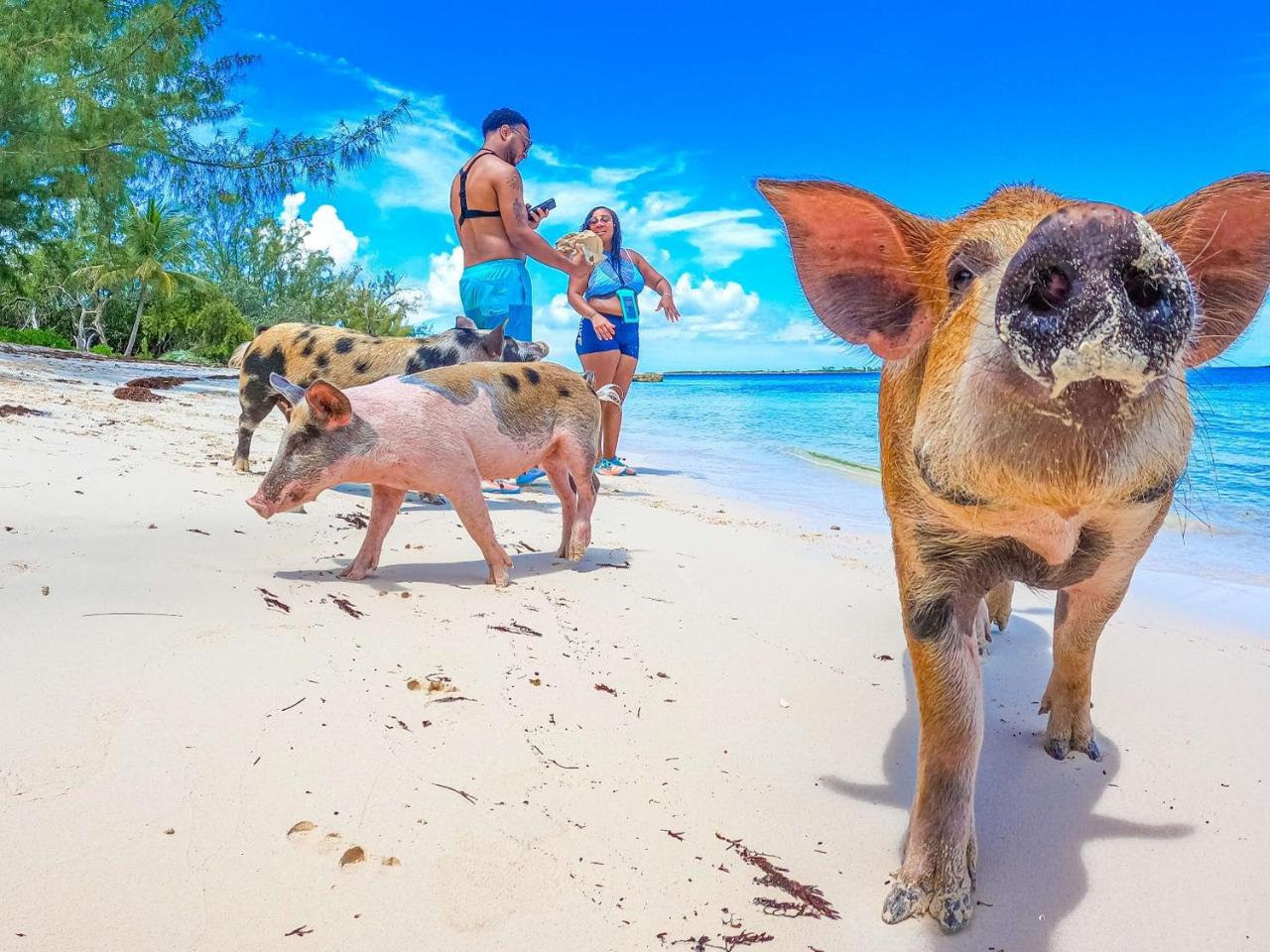 SWIMMING PIGS 1.5HR WATER TAXI NASSAU, BAHAMAS