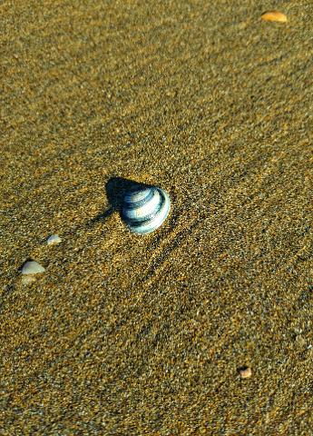 Muschel_auf_Sand