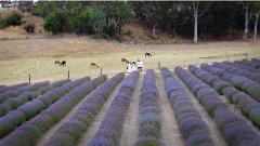 Drone Videography Session - Lavender Bloom Festival - Pick Your Own Lavender | Entry Tickets Included