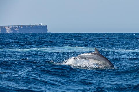 Private Jervis Bay Dolphin Watching Escape Tour From Sydney