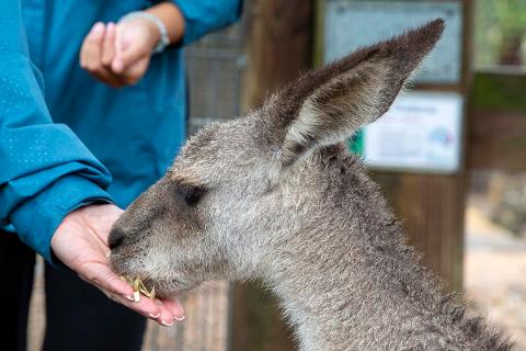 42dad5a7e14542a8b35d0d157a59c240KANGAROOS_23