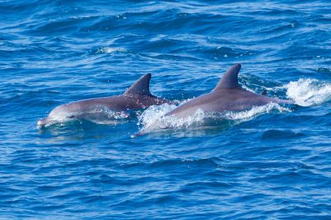 Dolphins_1057