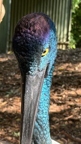 Featherdale Wildlife Park & Scenic World Tickets