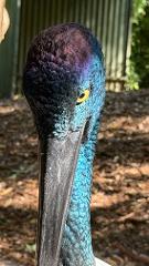 Featherdale Wildlife Park & Scenic World Tickets