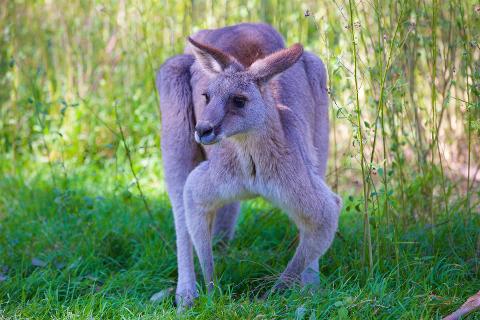 Kangaroo_752