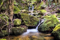 Blue Mountains Rainforests & Waterfalls Photography Adventure