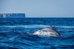 Private Jervis Bay Dolphin Cruise from Sydney | Luxury Mercedes V-Class